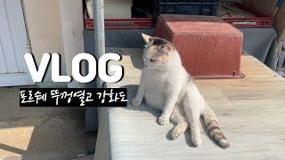 브이로그 | 포르쉐 뚜껑열고 드라이브, 강화도 가기, 오픈카 드라이브, 건강한 집밥, 두부전골 만들기