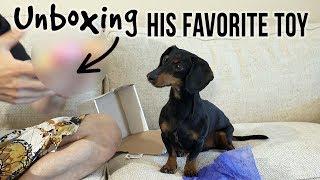 Crusoe Unboxing His FAVORITE Dog Toy!