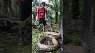 Never try to tease the king cobra !!! Better tease a girl  #shorts #kingcobra #tedungselar #viral