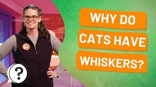 Why do cats have whiskers? | But Why Bites