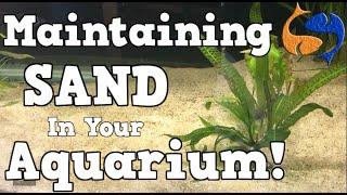 Maintaining A Sand Substrate In Your Aquarium! KGTropicals!!