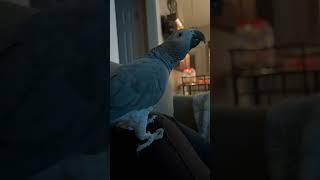 African grey parrot talking like my MIL 