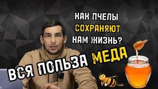 Полосатые герои и вся польза меда!