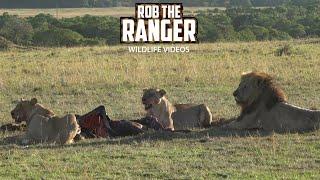 Lions Feast On A Wildebeest | Lalashe Maasai Mara Safari