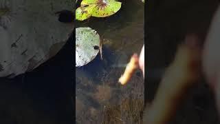 Watch the big pawn fish jump out of the water to try to grab a superworm out of my hand