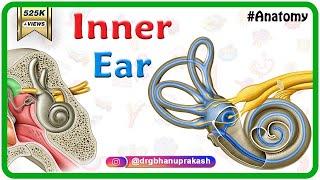 Inner ear Anatomy Animation : Cochlear component, Vestibular component, Semi-circular component