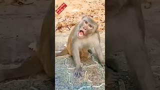 Funny Monkey viral video..  #funny #comedy #trending #viral #shorts