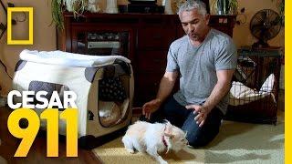 Surrender State | Cesar 911