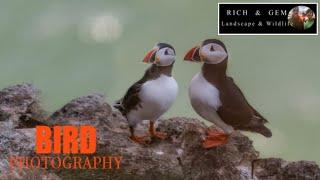 Coastal Bird Photography Bempton Cliffs