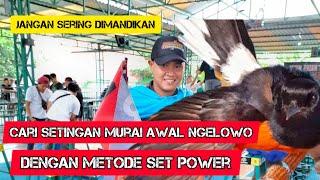 mencari setingan burung nglowo diawal dgn metode set power.. jangan sering dimandikan