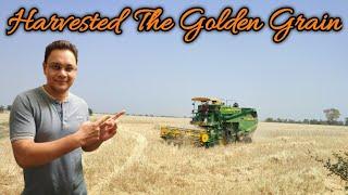 Harvested The Golden Grain | Sharbati Wheat | Natural Farming Made Easy