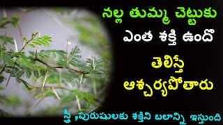 Thumma Chettu By Ayurvedam|Thumma Chettu Benefits In Telugu|Nalla Thumma|Thumma Banka Upayogalu