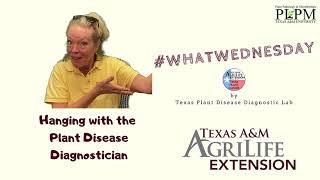 #WHATWEDNESDAY What in the TX Plant Clinic email box?