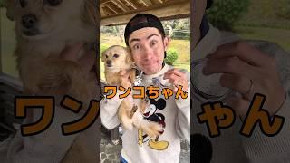 217歳以下はワンワンほえてしまう犬のうた#shorts