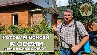 Готовим бонсай к осени: семь важных работ в августе @Studio.Bonsai