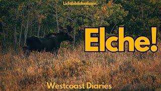 Elche in Elk Mountain! Moose in Elk Mountain!  - Westcoastdiaries 28