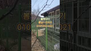 돌배나라 반려고양이/과실수나무분양안내~ #귀촌생활
