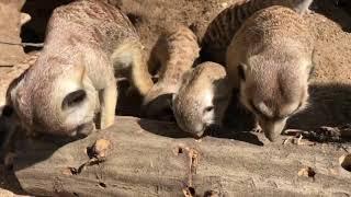 Live von den Erdmännchen im Zoo Basel