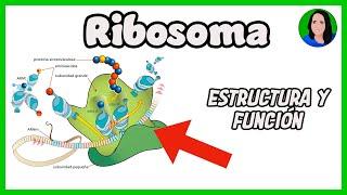 Ribosoma  [ Célula eucariota: Estructura y función ]