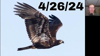 [57] Nice Looks at a Bald Eagle on a Cold, Sunny Day at the Braddock Bay Hawk Watch, 4/26/24