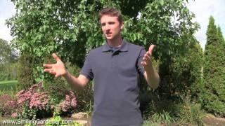 Vegetable Garden Design - 2 Tips For Setting Up Your Organic Garden