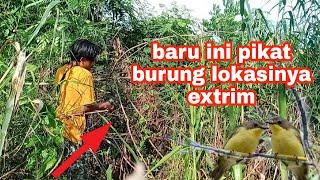 mikat  burung remetuk laut  di depan rumah langsung  poin