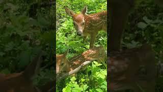 New born fawn triplets May 20, 2020