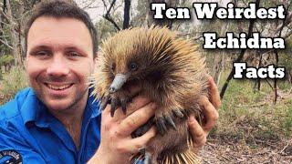 10 Things You Didn’t Know About Echidnas!