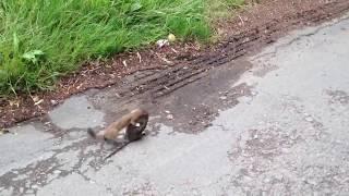 Stoat vs. rat