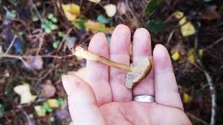 Identifying edible mushrooms. Craterellus tubaeformis - winter chanterelle/yellow legs.