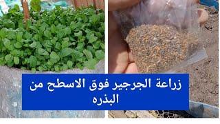 سر نجاح زراعة الجرجير في المنزل