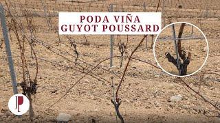 Poda Viña Guyot poussard