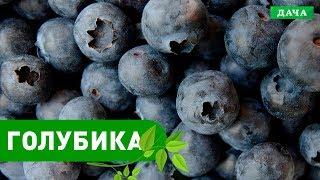 ДОБРЫЙ САД: ГОЛУБИКА - ПОСАДКА, ВЫРАЩИВАНИЕ, УХОД