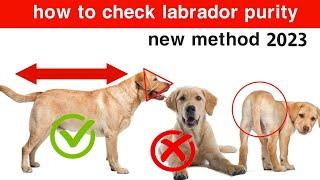 How to check purity of labrador retriever 2023 || labrador puppy purity check