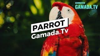 Parrots: playful and intelligent pets