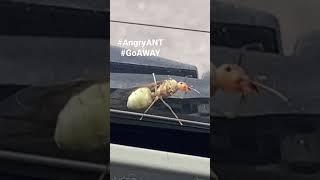 This ANT is ANGRY!!