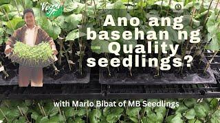 Grafted bitter gourd and more. Ano ang basehan ng Quality Seedlings  by Marlo Bibat of MB Seedlings