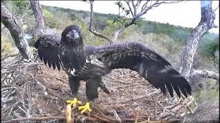 AEF NEFL~Spirit Fledges 9 24am 2 25 2018 by Flyeagle78