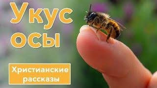  Укус осы - ИНТЕРЕСНЫЙ ХРИСТИАНСКИЙ РАССКАЗ | Христианские рассказы