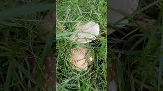 Mushroom n°: 26 #nature #garden #insects #mushroom