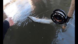 Fly Fishing Urban Canal Pike