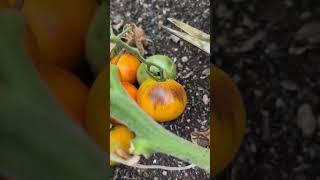 23.5 pound tomato harvest!