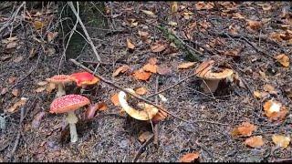 Forest | Boletus | Porcini | Funghi #porcini #boletus #mashroom #funghi #grzyby #гриби #forest