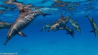 Dolphins of Sataya Reef 2019 4K HLG HDR