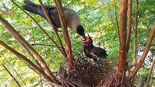 Cuckoo baby is growing in crow nest | Crow feeding cuckoo baby | Bird Plus Animals