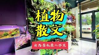 植物散文 植物散文#玻璃缸中的大自然 #热带植物 #雨林缸造景~家庭和办公室的大自然【自然居水景记】