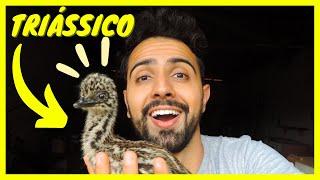 Novo Filhote de Emu Australiano | Gutejando