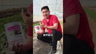 一颗一片不用打药蔬菜防虫小妙招蔬菜防虫 蔬菜虫害 一颗一片