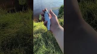Рыбалка 2024 плотва клюет не переставая  #shortvideo #fishing #рыбалка #fishingvideo #плотва #fish