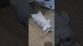 대박이를 일어나게 만드는 기적의 한마디 It's a magic #고양이 #cat